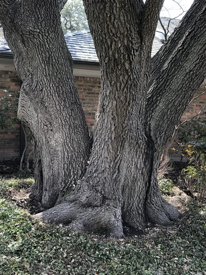 Mature heritage tree close to a Bedford property cared for by certified arborists